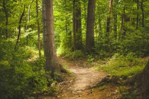 Wald2