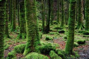 Wald3