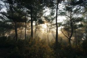 SAMSUNG CAMERA PICTURES