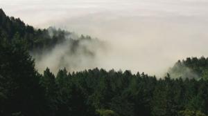 Wald6
