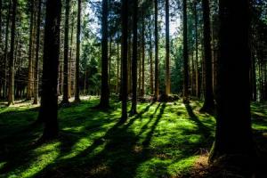 Wald7