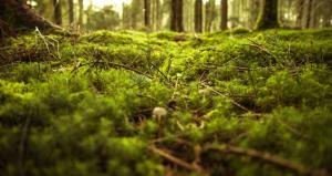 Wald8
