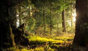 Wald9